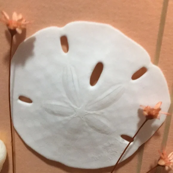 Vintage Framed Sand Dollars & Dried Flower Wall Art in a Pink Metal Frame - Picture 12 of 17